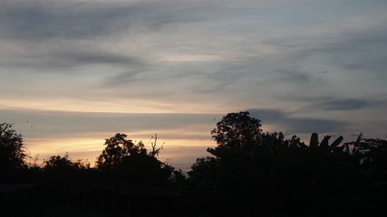 sunset and the trees