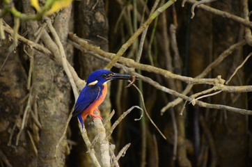 Eisfogel - Kingfisher am Fluss in Australien