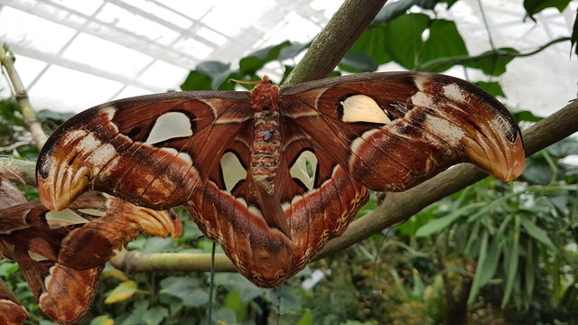 Schmetterling
