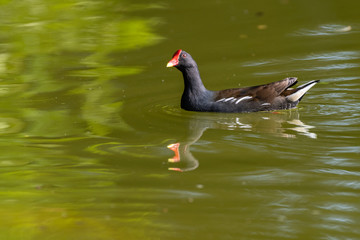 common moorhen swmming in a pond