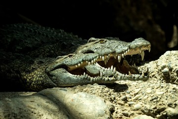 The Nile crocodile (Crocodylus niloticus) is an African crocodile, the largest freshwater predator in Africa, Two Nile crocodiles, lie together. In Basel Zoo, amfibian with mouth full of teeth