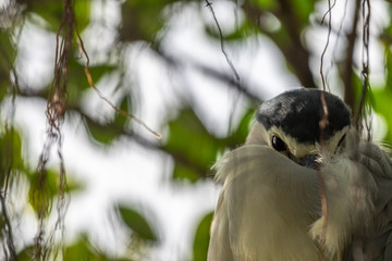 Don't wake me up_a sleepy Black-crowned night heron_adult