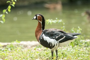 Red-breasted goose (Branta ruficollis). Wildlife animal, brightly marked species of goose, birds in ZOO Basel, beautiful colorful bird on meadow