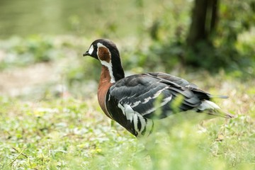 Red-breasted goose (Branta ruficollis). Wildlife animal, brightly marked species of goose, birds in ZOO Basel, beautiful colorful bird on meadow