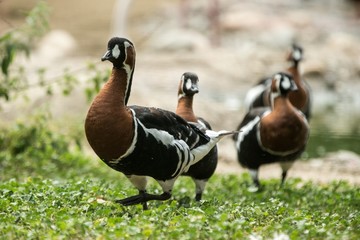 Red-breasted goose (Branta ruficollis). Wildlife animal, brightly marked species of goose, birds in ZOO Basel, beautiful colorful bird on meadow