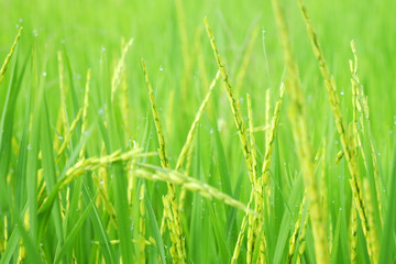 ricefield , thailand