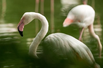 Fototapeta premium Pink flamingo at the zoo, solo flamingo portrait (phoenicopterus), beautiful white pinkish bird near pond, water bird in its enviroment, close up portrait, bird with big beak