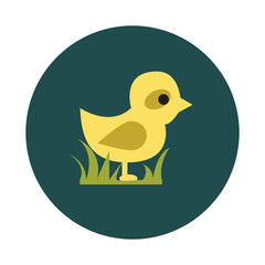 Flat Baby chicken on white background icon