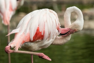 Pink flamingo at the zoo, solo flamingo (phoenicopterus) grooming its feathers, beautiful white pinkish bird near pond, water bird in its enrironment, close up portrait, bird with big beak