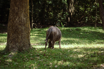 buffalo grazing in a green meadow at angkor wat