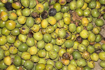 Walnuts in green husks