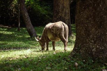 Naklejka na ściany i meble buffalo grazing in a green meadow at angkor wat