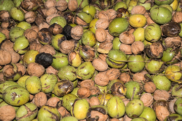 Walnuts in green husks