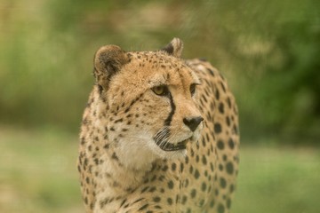 Cheetah (Acinonyx jubatus), beautiful cat in captivity at the zoo, big cat walking on grass, elegant african predator, portrait