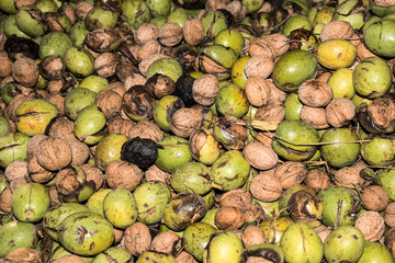 Walnuts in green husks