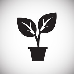Plant in pot on white background icon