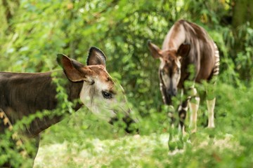 Okapi (Okapia johnstoni), forest giraffe or zebra giraffe, artiodactyl mammal native to jungle or tropical forest, Congo, Central Africa, beautiful animal with white stripes in green leaves, portrait
