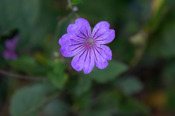 Fototapeta premium Geranio nodoso (Geranium nodosum)