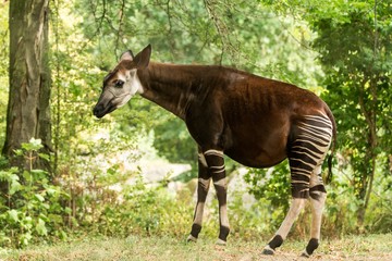Okapi (Okapia johnstoni), forest giraffe, artiodactyl mammal native to jungle or tropical forest, Congo, Central Africa, beautiful animal with white stripes in green leaves, whole body - obrazy, fototapety, plakaty