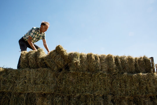 Farmer stacking hay bales on a trailer.