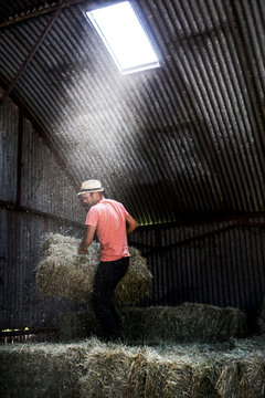 Farmer stacking hay bales in a barn.