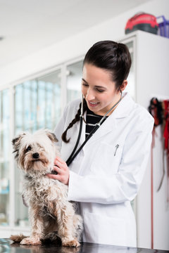 Smiling female veterinarian examining dog in hospital