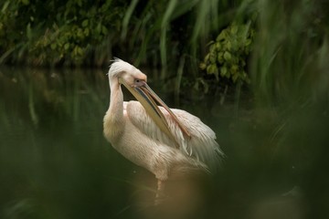 Pelican Pelecanus onocrotalus at the zoo, solo pelican grooming its feathers, beautiful pinkish bird near pond, water bird in its enviroment, close up portrait, aquatic bird with big beak