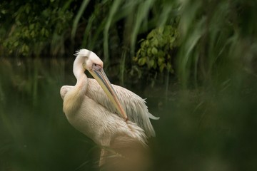 Pelican Pelecanus onocrotalus at the zoo, solo pelican grooming its feathers, beautiful pinkish bird near pond, water bird in its enviroment, close up portrait, aquatic bird with big beak