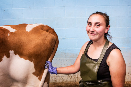 Young woman wearing apron holding Guernsey cow by her tail, smiling at camera.