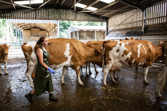 Young woman wearing apron herding Guernsey cows in a barn.