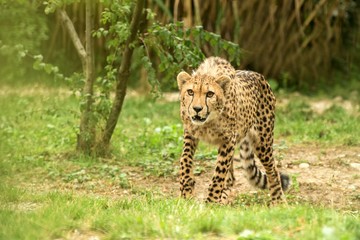 Cheetah (Acinonyx jubatus), beautiful cat in captivity at the zoo, big cat walking on grass, elegant african predator
