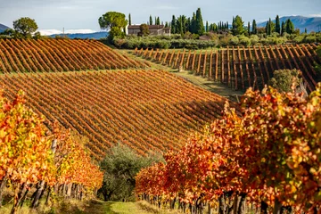 Fotobehang Sagrantino di Montefalco, kleurrijke wijngaarden in de herfst, Umbrië, Italië © ronnybas