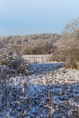 winter tree background. Belarusian winter landscape. Beginning of winter.
