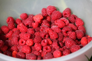 Fresh autumn raspberries in white bowl.