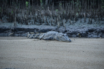 Salzwasser Krokodil in Australien