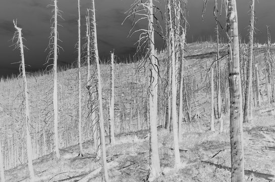 Black and white inverted image of the Norse Peak forest fire damaged trees, low angle view, near Mount Rainier National Park on the Pacific Crest Trail.