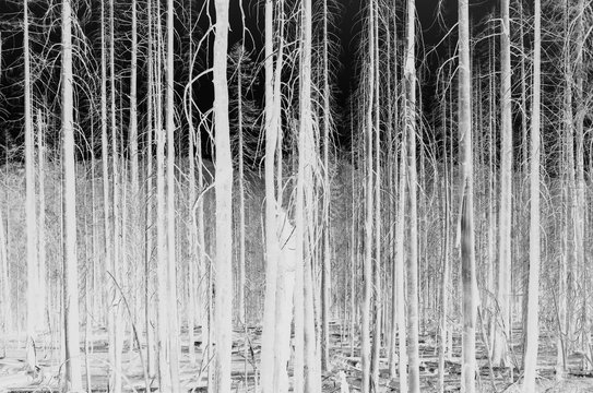 Black and white inverted image of the Norse Peak forest fire damaged trees, low angle view, near Mount Rainier National Park on the Pacific Crest Trail.