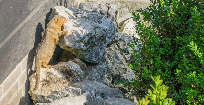 brown common dwarf mongoose standing against a rock wild animal from the south of africa