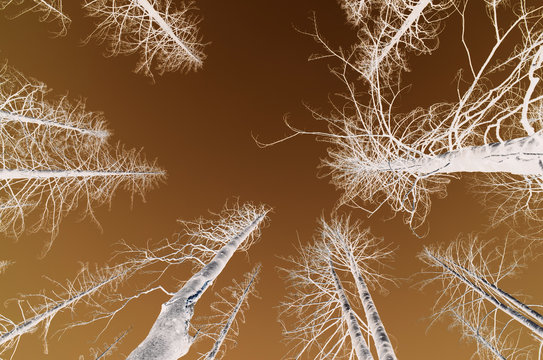 Black and white inverted image of the Norse Peak forest fire damaged trees, low angle view, near Mount Rainier National Park on the Pacific Crest Trail.