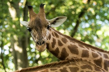 The giraffe (Giraffa camelopardalis), African even-toed ungulate mammal, the tallest of all extant land-living animal species, portrait of beautiful animal with green leaves in background