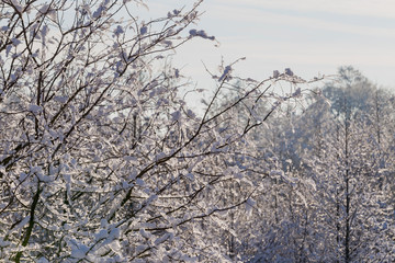 winter tree background. Belarusian winter landscape. Beginning of winter.