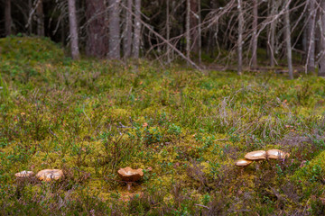 Mushrooms in autumn coniferous forest.