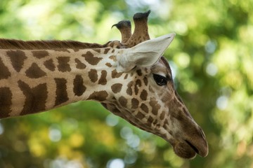The giraffe (Giraffa camelopardalis), African even-toed ungulate mammal, the tallest of all extant land-living animal species, portrait of beautiful animal with green leaves in background