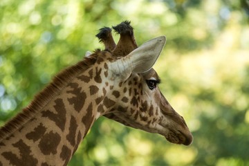 The giraffe (Giraffa camelopardalis), African even-toed ungulate mammal, the tallest of all extant land-living animal species, portrait of beautiful animal with green leaves in background