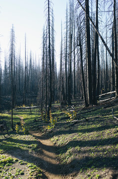 Fire damaged trees in the forest of the Norse Peak Fire, near Mount Rainier National Park, Washington 