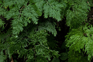 Naklejka na ściany i meble Selaginella leaf on the stone growing in the rain forest background