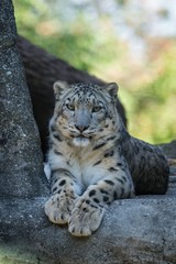A Himalayan snow leopard (Panthera uncia) lounges on a rock, beautiful irbis in captivity at the...