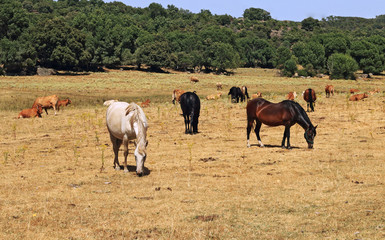 Obraz premium Horse in rural place