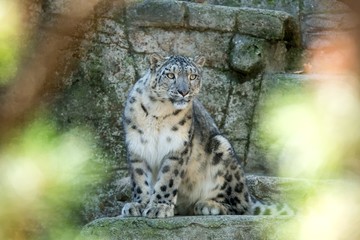 A Himalayan snow leopard (Panthera uncia) lounges on a rock, beautiful irbis in captivity at the zoo, National Heritage Animal of Afghanistan and Pakistan, elegant cat having rest on the stone