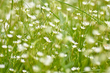 Many white flowers of greater stitchwort